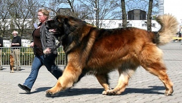 Large Breed Dogs